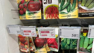 Почему теперь советую посадить этот сорт огурцов всем своим друзьям: огурец, который приятно удивил и порадовал