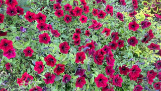 12 очаровательных цветов, которые всегда сеют без рассады: украсят любую дачу и сад        