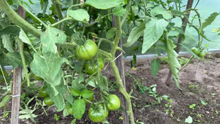 Осенью томатам – первым делом: подкормка калием - собираем сладкий урожай до самых заморозков