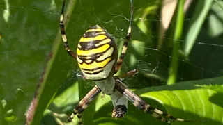 Во Владимирской области поселился необычный вид пауков с узорной паутиной