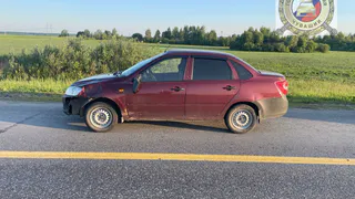 На трассе М-7 в Чувашии автомобиль столкнулся с выбежавшим на дорогу лосем