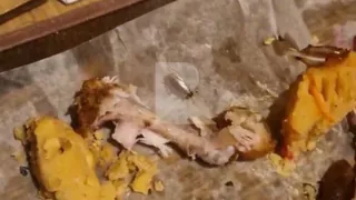 Посетитель рязанского ресторана обнаружил в тарелке с едой таракана