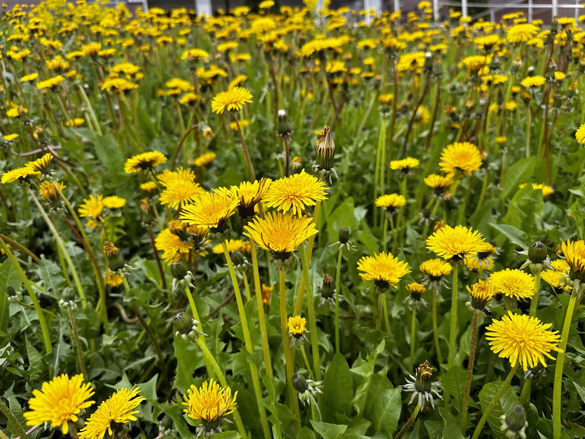 2 опрыскивания сорняков — и от них следа не останется: не участок, а загляденье