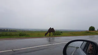 На трассе в Удмуртии прогулялись верблюды