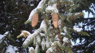 Страховой фонд семян лесных растений хотят создать в Коми