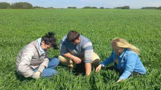 На полях Суздальского района выращивают новые сорта пшеницы и тритикале