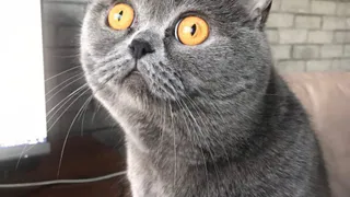 Плюшевые лапки: котики ждут ваших голосов в конкурсе