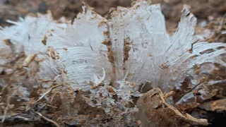 В мещерских лесах нашли ледяные «цветы»