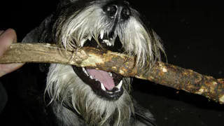 В Рязани объявлен карантин по бешенству. Все, что нужно знать, чтобы обезопасить себя и своих питомцев