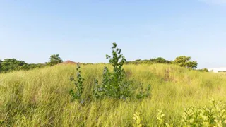 Во Владимирской области оштрафовали владелицу заросшего земельного участка