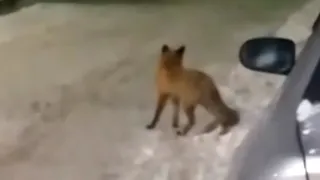 Потеряшка: вчера вечером в Рязани бегала лиса