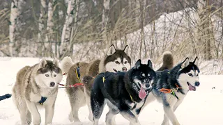 Хаски, лайки и маламуты: под Рязанью пройдет Чемпионат по ездовому спорту