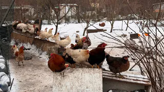 Каких кур лучше заводить новичкам: опытный фермер дал подсказку - запомните раз и навсегда 