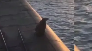 Медвежонок погиб сразу: экипаж атомной подлодки «Рязань» застрелил медведицу с детенышем