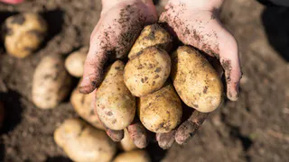 В Челябинской области взлетят цены на картофель