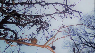 МЧС предупреждает: 6 ноября в Рязани ожидается порывистый ветер