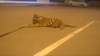 Около Ашана тигрица ударила лапой рязанца по лицу (видео)