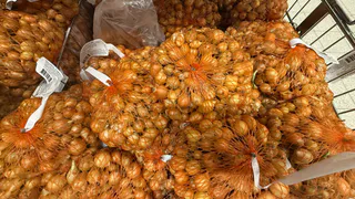 Обработайте севок перед посадкой этим способом: лук больше болеть не будет, не уйдет в стрелку и вырастет с кулак