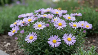 Шикарный многолетник - цветет с мая до глубокой осени: посадите - и радуйтесь весь сезон