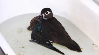 В Рязани спасли утку каролинку, птицу отправили в Москву на операцию