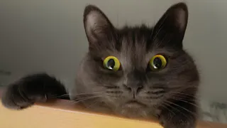 С 6 марта домашние животные теперь будут роскошью: вводится новый "ветеринарный налог"