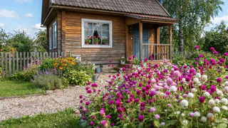 Яркие цветочки-пуговки, которые цветут до заморозков: фиолетовые, розовые и белые соцветия-шарики - украшение любой клумбы