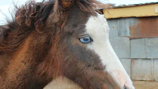Маленькие лошадки и "диагноз", и лекарство