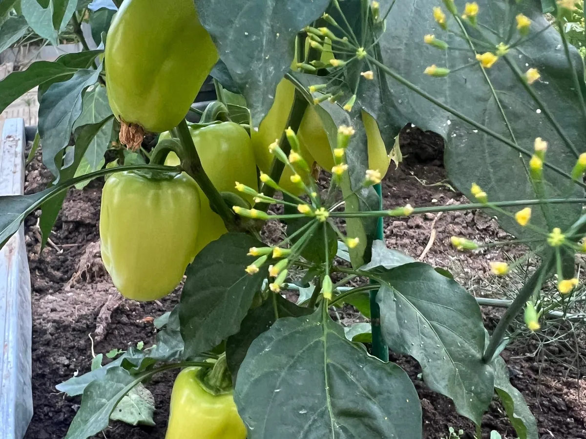 Снимаю перцы с кустов зелёными — дозревают в два счёта: вот что нужно для этого сделать — плоды останутся сочными