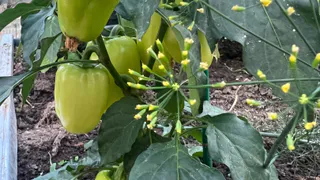 Снимаю перцы с кустов зелёными — дозревают в два счёта: вот что нужно для этого сделать — плоды останутся сочными