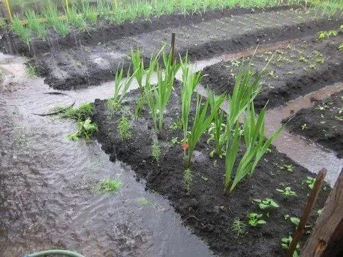 Дачникам назвали опасности затяжных дождей