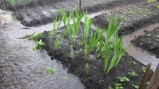 Дачникам назвали опасности затяжных дождей