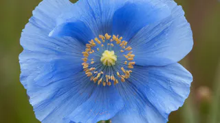 Дивный многолетник небесно-голубого цвета удивляет космической красотой: цветы размером с блюдце