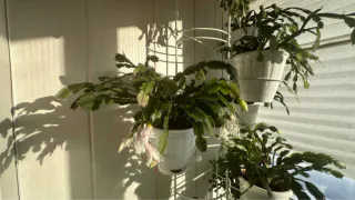 Одна простая хитрость — и декабрист будет усеян бутонами: как добиться мегацветения с помощью настоя из «мусора»