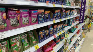 "Не травите этим кошек": в Роскачестве озвучили самые худшие марки корма для питомцев