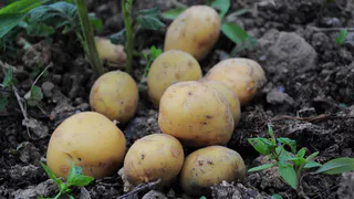 Навозу нет: сыплю это удобрение в землю под картофель и радуюсь богатому урожаю летом  