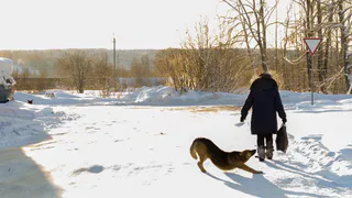 Собака покусала ребенка в Коми: суд взыскал компенсацию