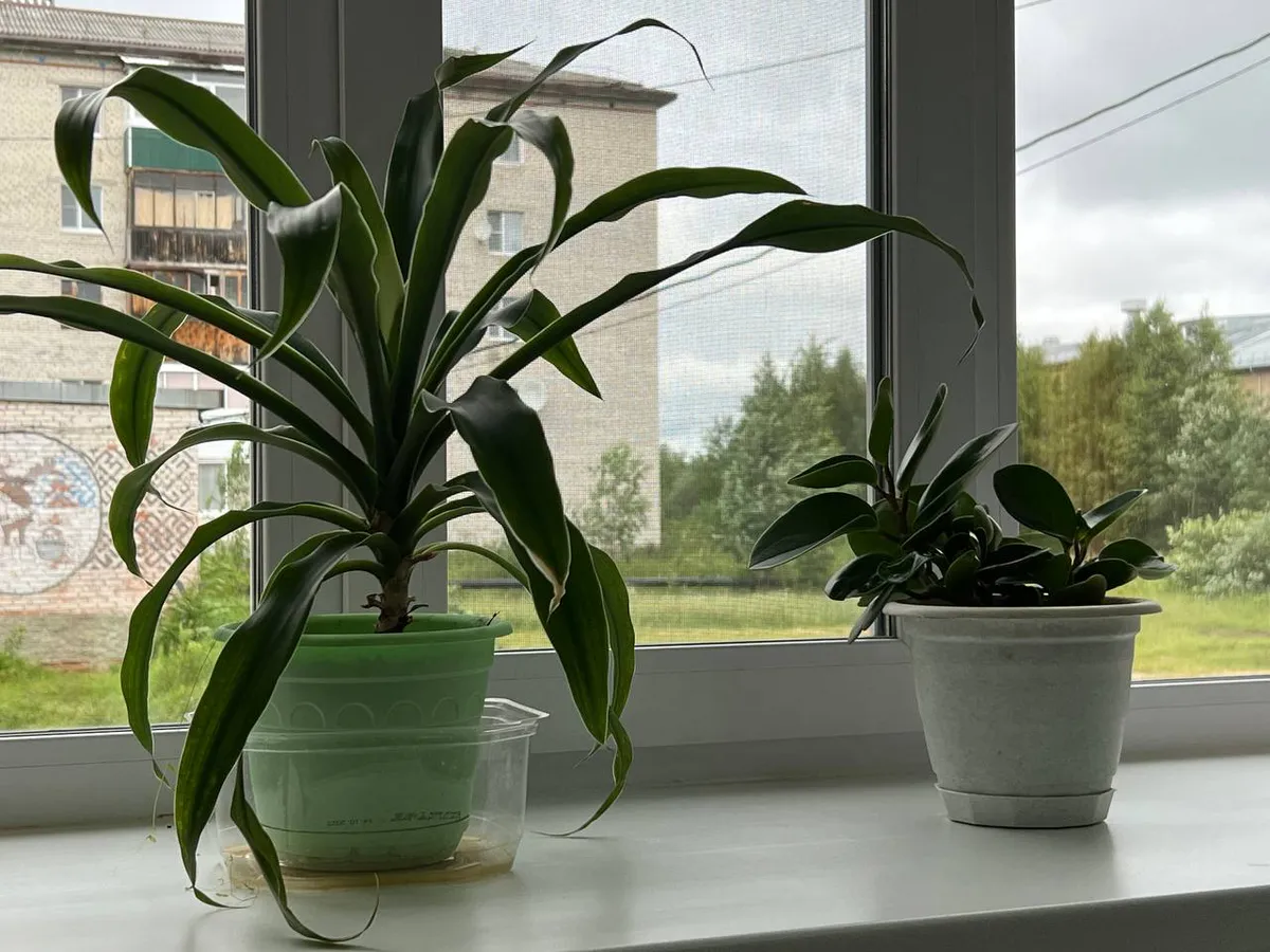 Цветы-вампиры: 10 ядовитых комнатных растений, которые запрещено держать в квартире