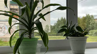 Цветы-вампиры: 10 ядовитых комнатных растений, которые запрещено держать в квартире