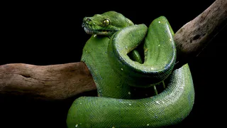 Змея принесёт счастье на золотом хвосте: Глоба назвал 3 знака, которым выпадет счастливый лотерейный билет