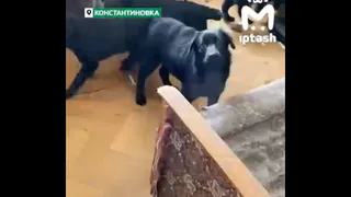 Хозяин нашёлся — вопросы остались: история щенка, найденного в мешке в Константиновке под Казанью