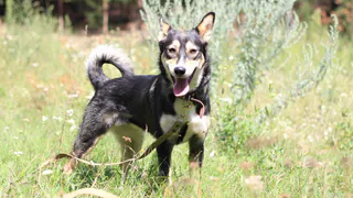 Дай лапку: Тиффани, Дуся и Джери в поисках хозяев