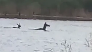 Во Владимирской области в объектив попали благородные олени, переплывающие разлив