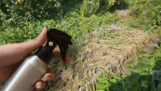 Сода, соль или уксус? Нет, этот раствор выжигает пырей под корень - без вреда для почвы