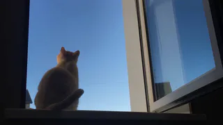 В Коми вынесли приговор мужчине за жестокое обращение с животным