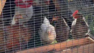 Курам даю 1 продукт зимой: несутся как сумасшедшие - яйца собирать не успеваю

