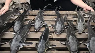 Во Владимирской области за 2024 год вырастили 466 тонн товарной рыбы