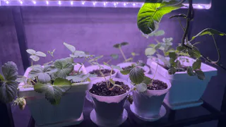 Нашла лучшую тару для рассады: 5 лет выращиваю и другой не ищу - корни мощные и длинные