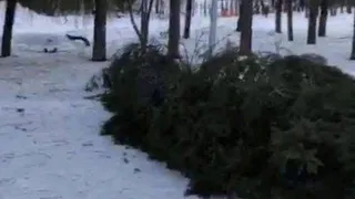 Ветер повалил огромную ель на Кургане Бессмертия в Брянске