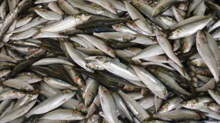 Названа самая полезная рыба - ешьте 2 раза в неделю, богата селеном, фосфором и хороша на вкус