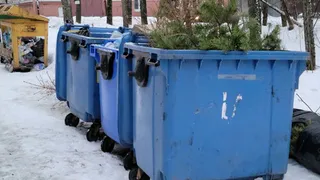 Брянцам запретили выбрасывать елки в мусорные контейнеры